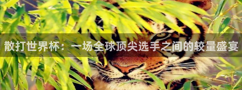 世界杯视频:散打世界杯:一场全球顶尖选手之间的较量盛宴